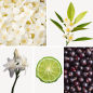Preview: Duftnoten: Jasmin, Orangenblüte, Tuberose, Bergamotte, schwarze Johannisbeere